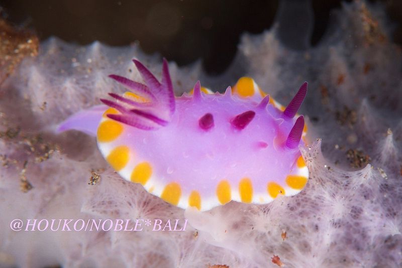 メキシクロミス・マクロパス Mexichromis macropus