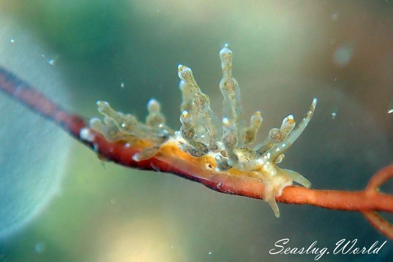 ホリミノウミウシ Eubranchus horii