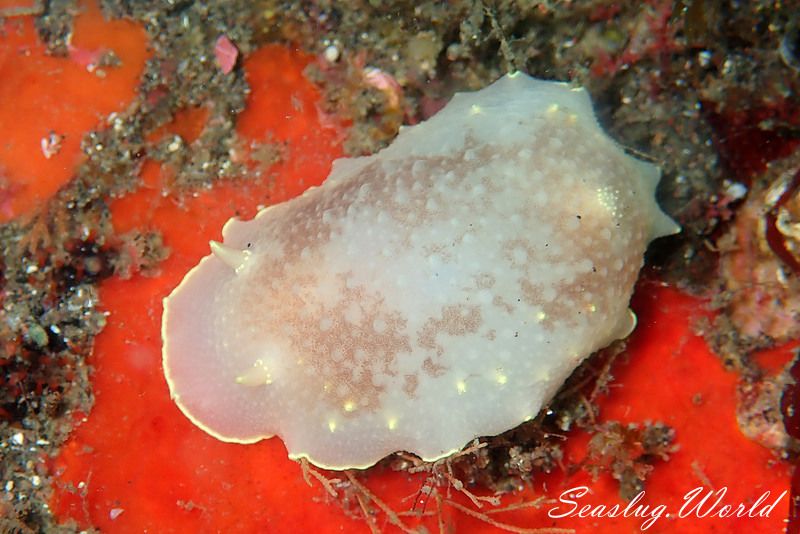 カドリナウミウシ Cadlina japonica