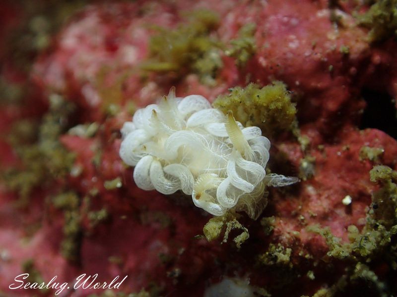 セラトドーリス・テヌイフィブラータ Ceratodoris tenuifibrata