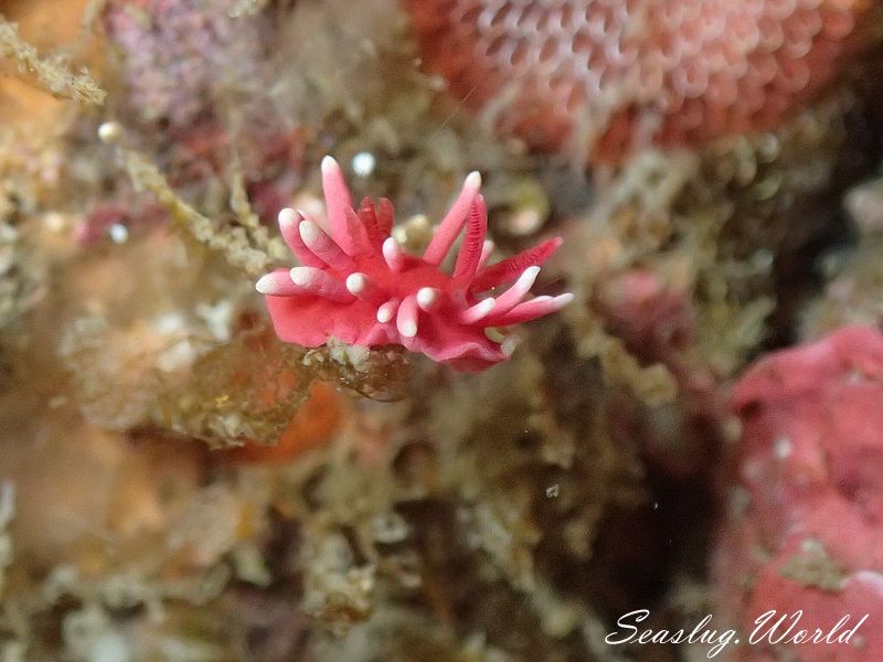 ヒロウミウシ Ceratodoris hiroi