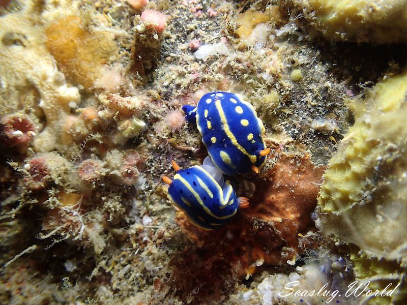 アオウミウシ Hypselodoris festiva