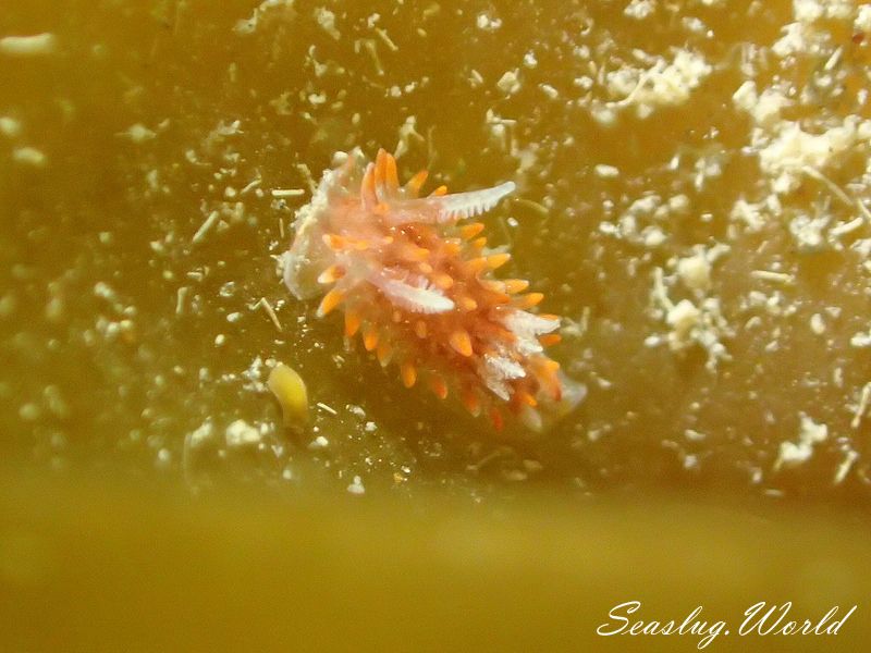 クロイバラウミウシ Okenia echinata