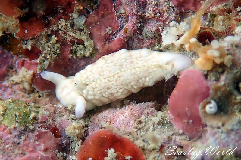 チドリミドリガイ Plakobranchus ocellatus