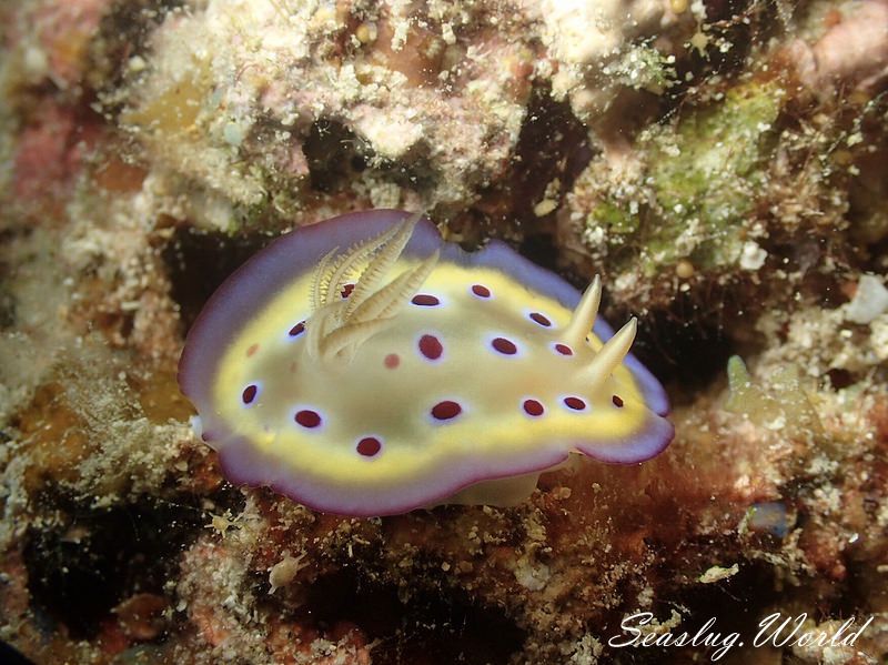 オトヒメウミウシ Goniobranchus kuniei