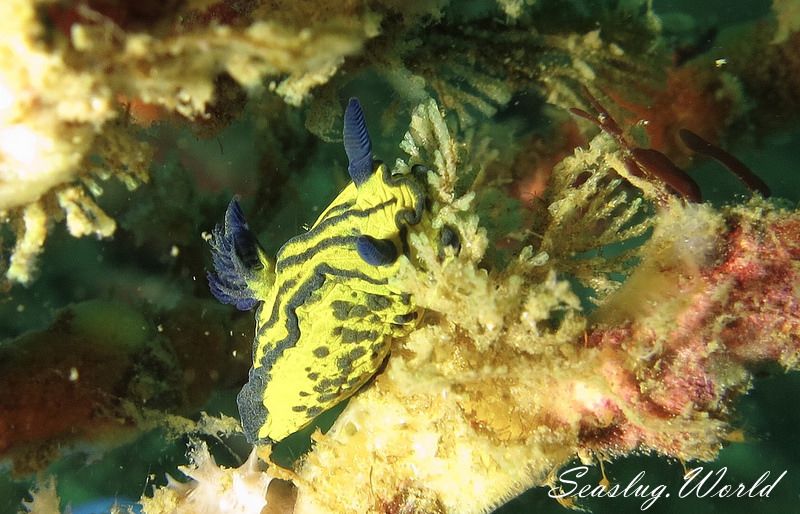 オオクチリュウグウウミウシ Tyrannodoris sp. 1