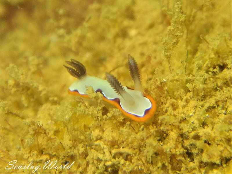 フジナミウミウシ Goniobranchus fidelis