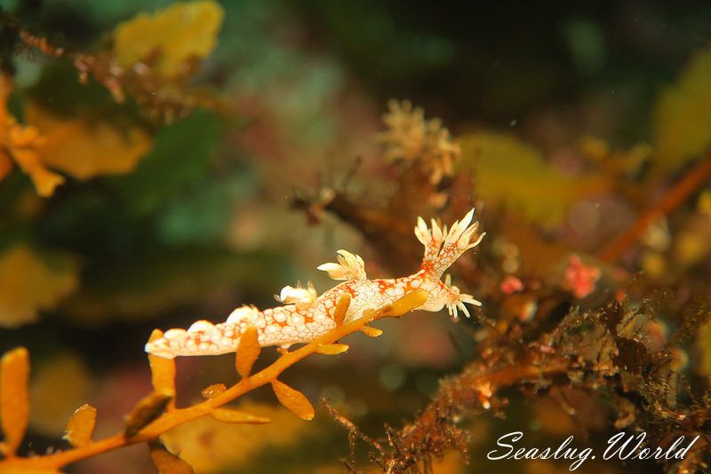 ヤマトユビウミウシ Bornella hermanni