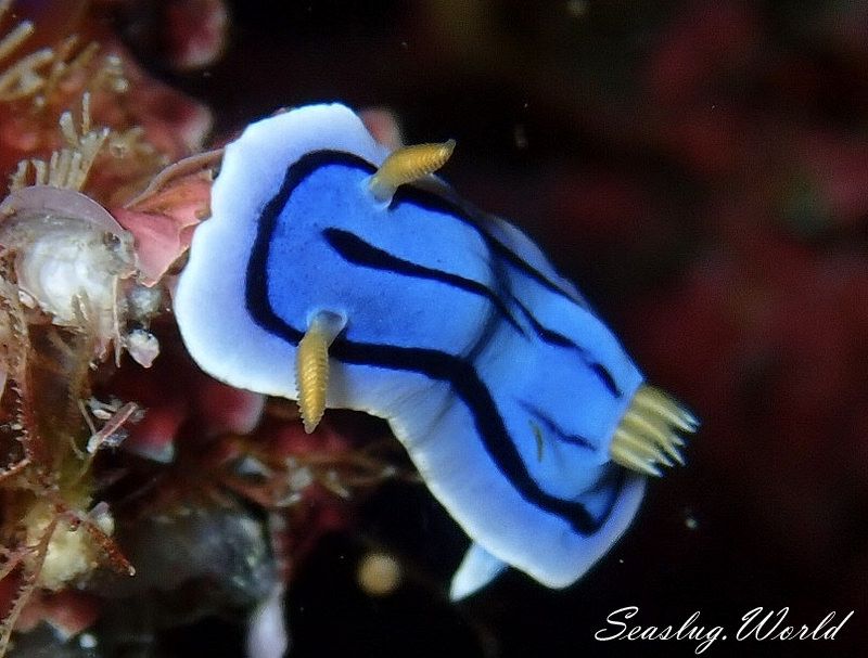 ミスジアオイロウミウシ Chromodoris lochi