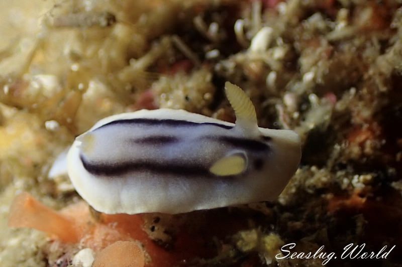 アンナウミウシ Chromodoris annae