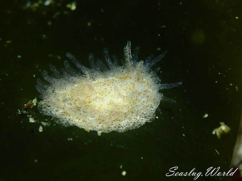 ナガヒゲイバラウミウシ Ceratodoris pilosa