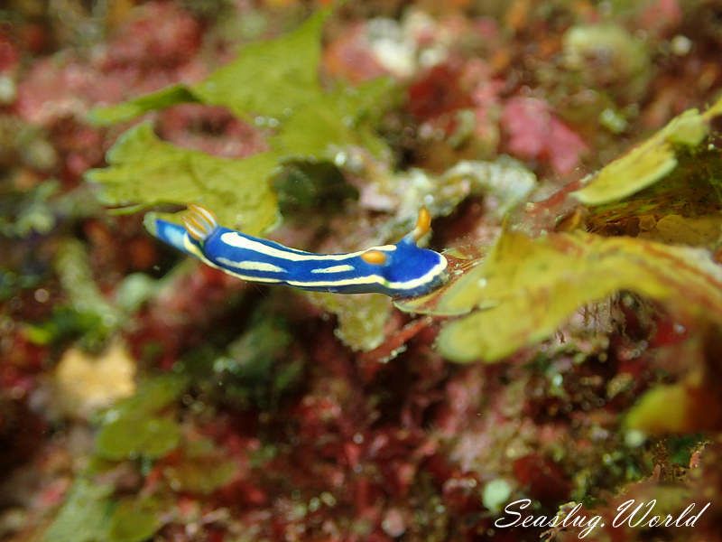 アオウミウシ Hypselodoris festiva