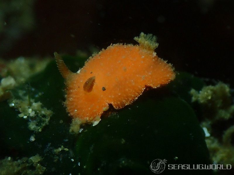 ヒメチシオウミウシ Thordisa sanguinea