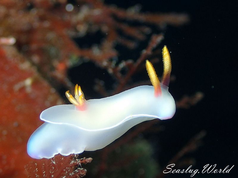 ゾウゲイロウミウシ Hypselodoris bullockii