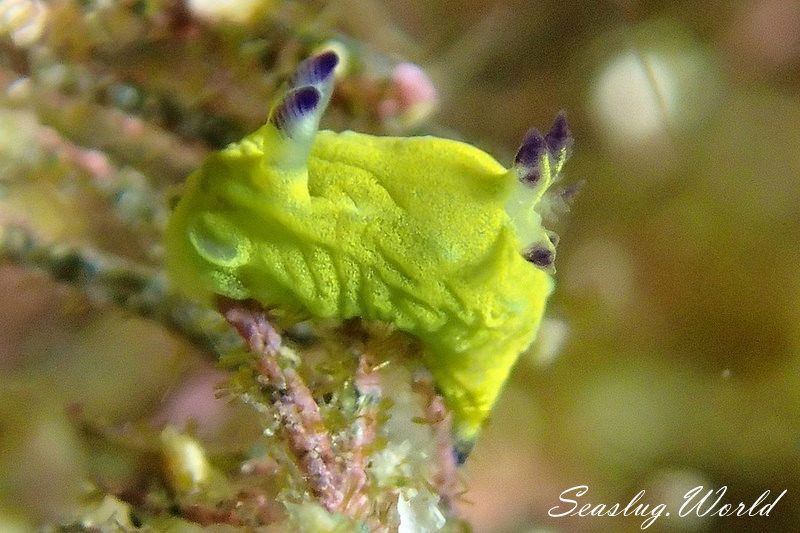 コミドリリュウグウウミウシ Tambja amakusana