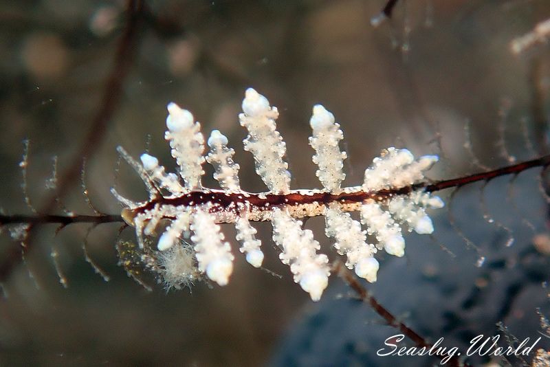 ヤマンバミノウミウシ Eubranchus putnami