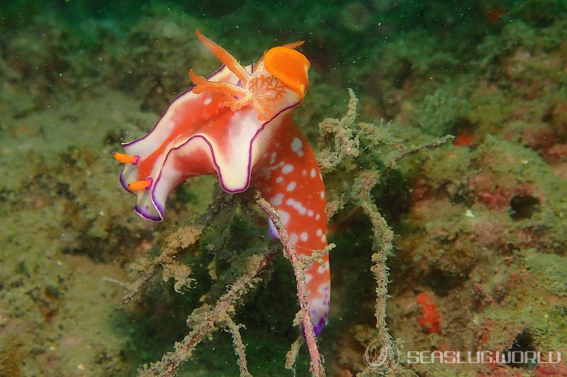 フタイロニシキウミウシ Ceratosoma bicolor