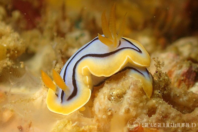 コールマンウミウシ Chromodoris colemani