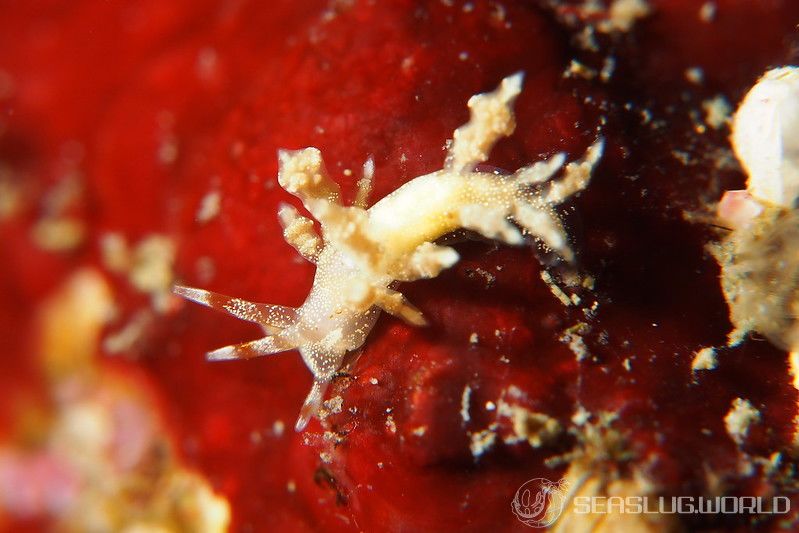 ヒョウタンミノウミウシ Eubranchus sp.10