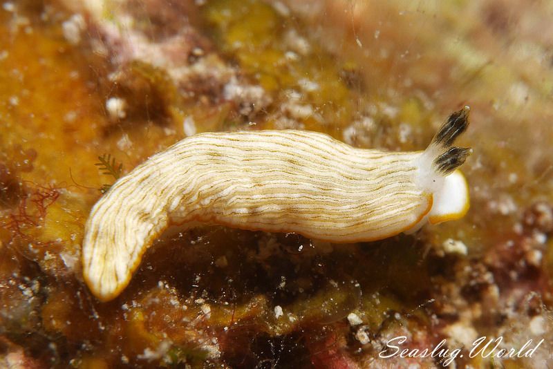 キシマオトメウミウシ Dermatobranchus albus