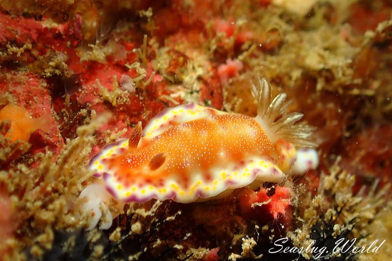 アカネコモンウミウシ Goniobranchus collingwoodi