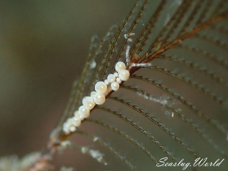 ホリミノウミウシ属の一種 3 Eubranchus sp. 3