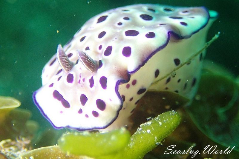 マダライロウミウシ Hypselodoris tryoni