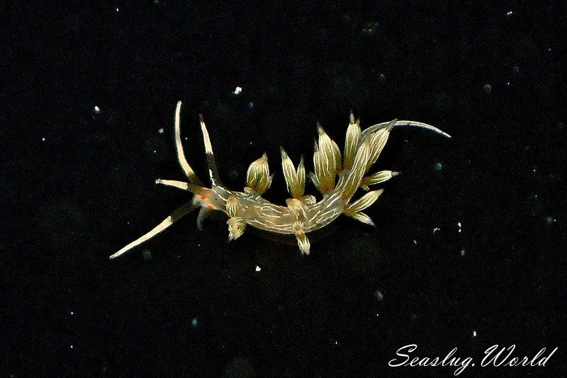 ハクセンミノウミウシ Cratena lineata