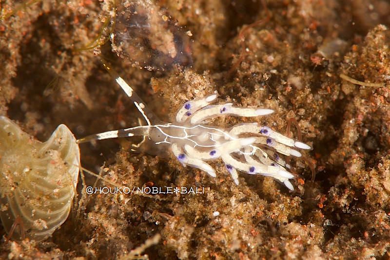 フジエラミノウミウシ属の一種 68 Trinchesia sp.68