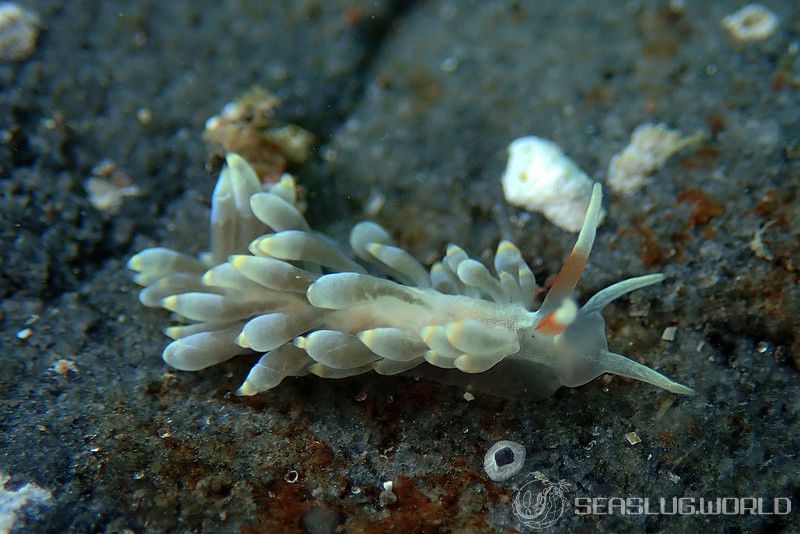 カトリオーナ・オセザキエンシス Catriona osezakiensis