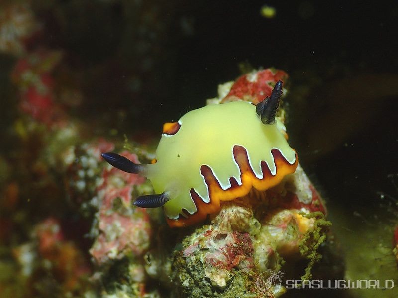 フジナミウミウシ Goniobranchus fidelis