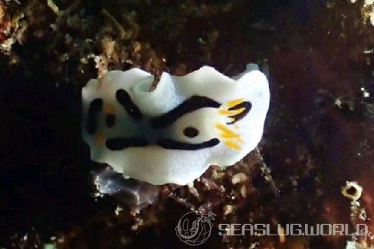 ダイアナウミウシ Chromodoris alcalai