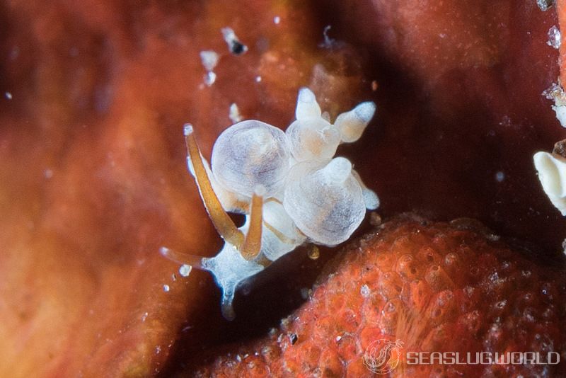 イナバミノウミウシ Eubranchus inabai