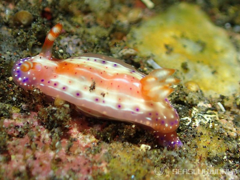 ヒュプセロドーリス・パラディア Hypselodoris paradisa