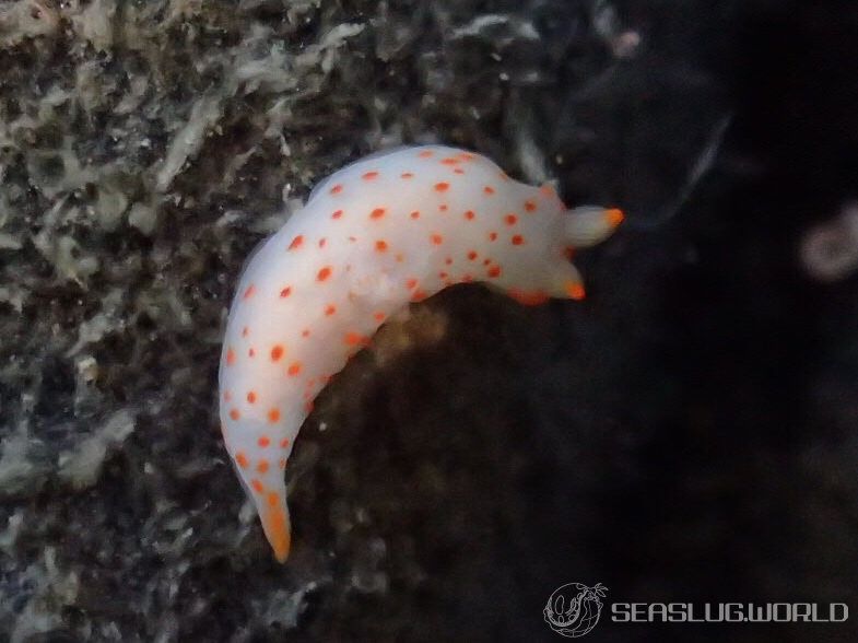 アカボシウミウシ Gymnodoris alba