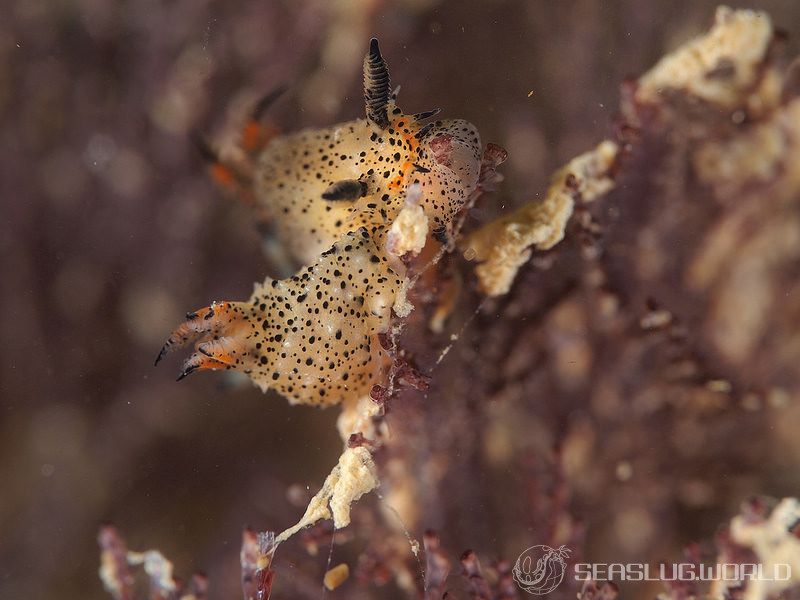 クロゴマフジタウミウシ Polycera sp. 9