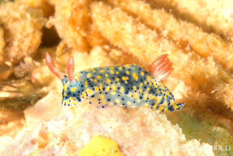 ホシゾラウミウシ Hypselodoris infucata