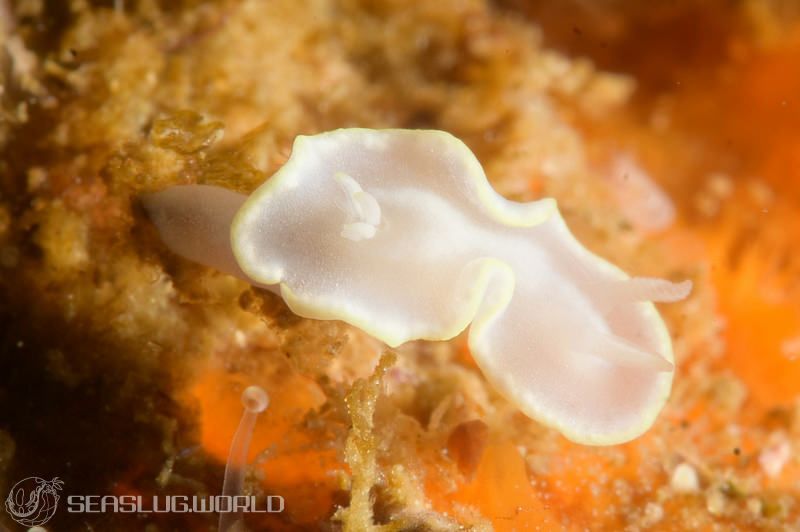 シロタエイロウミウシ Glossodoris buko