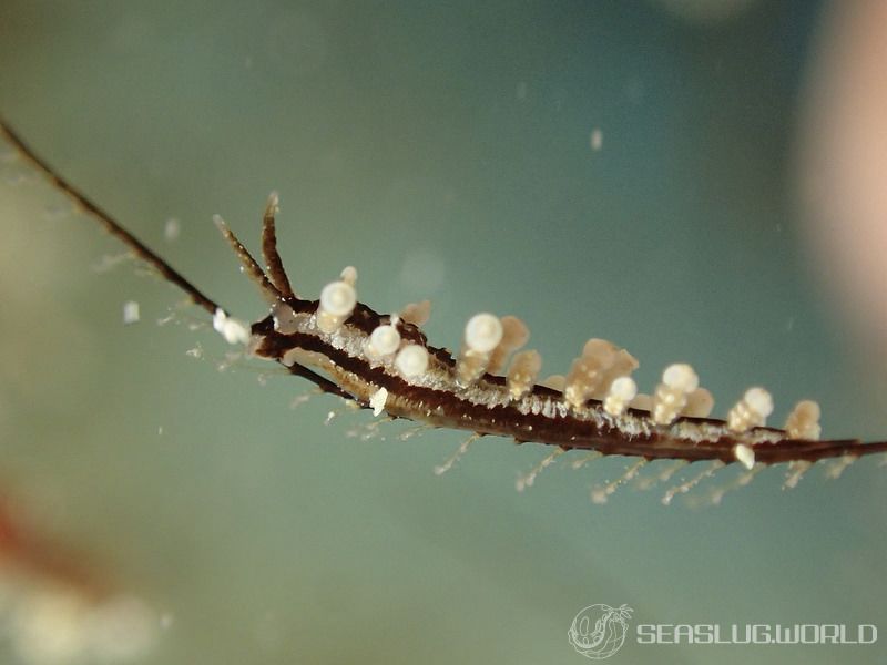 ヤマンバミノウミウシ Eubranchus putnami