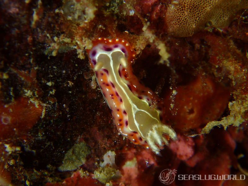 セトイロウミウシ Goniobranchus setoensis