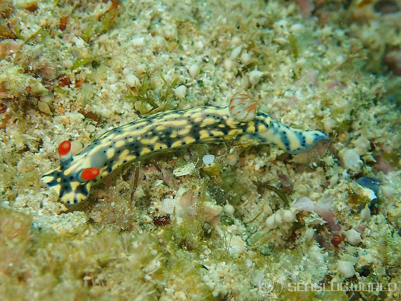 ホシゾラウミウシ Hypselodoris infucata