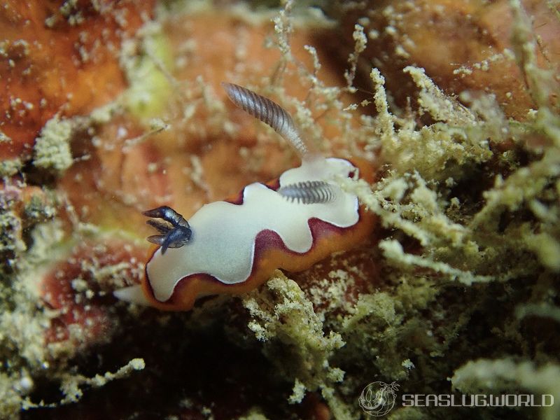 フジナミウミウシ Goniobranchus fidelis