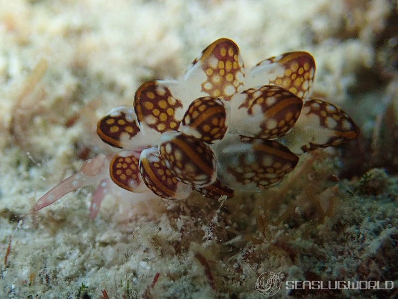 カノコウロコウミウシ Cyerce kikutarobabai