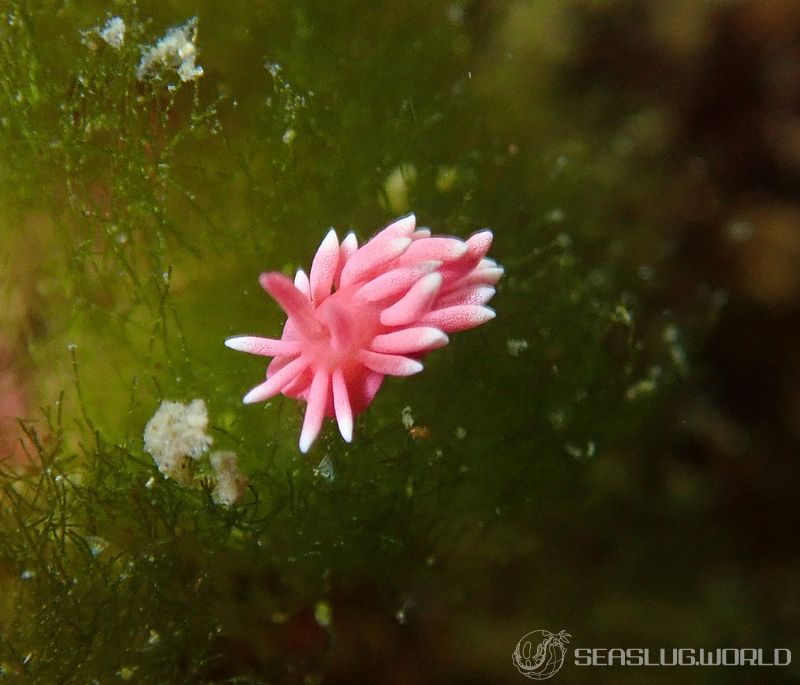 ヒロウミウシ Ceratodoris hiroi