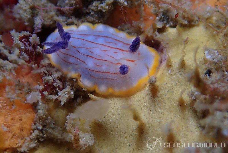 カトウイロウミウシ Goniobranchus katoi