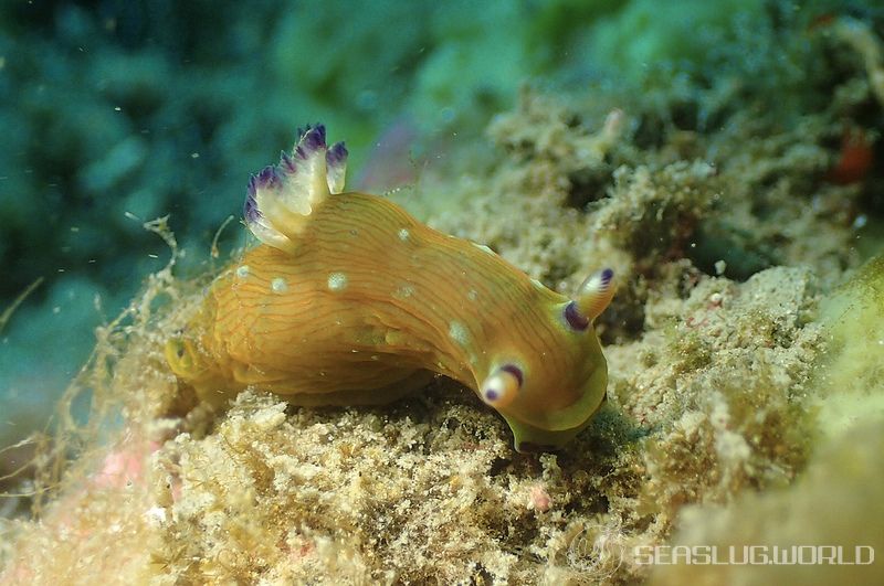 コミドリリュウグウウミウシ Tambja amakusana