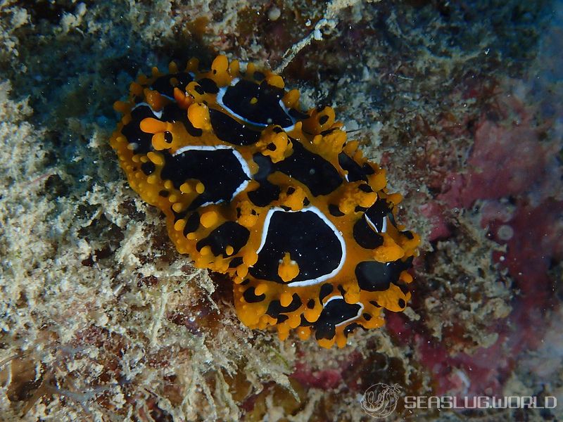 キイロイボウミウシ Phyllidia ocellata