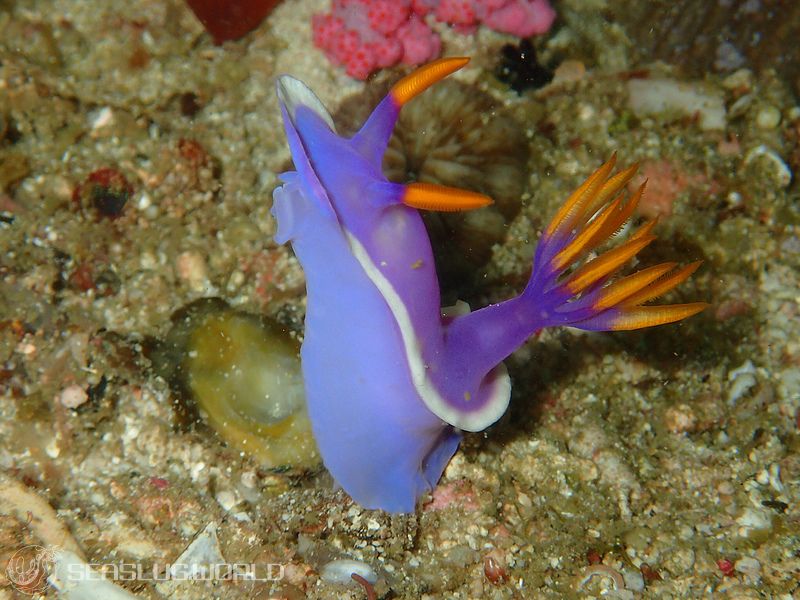 カグヤヒメウミウシ Hypselodoris variobranchia