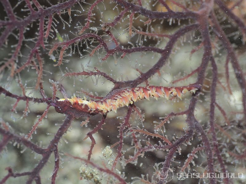 セスジスミゾメミノウミウシ Pleurolidia juliae