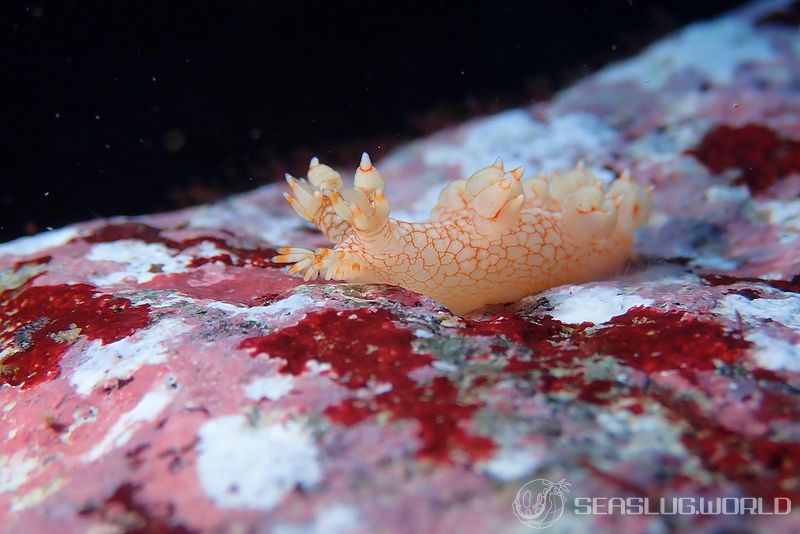 ユビウミウシ Bornella stellifer